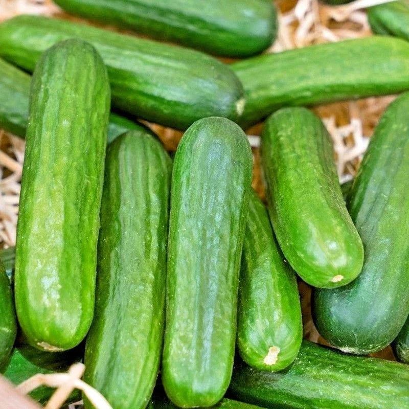 Muncher Cucumber Seeds 31+ Organic Cucumis sativus for Container Gardening - High-Yield, Non-GMO Summer Vegetable