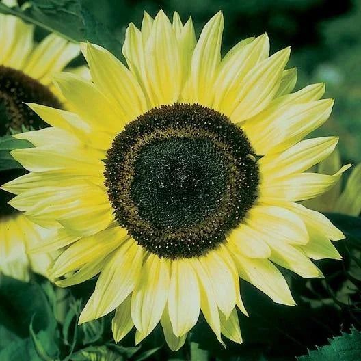 Lemon Queen Sunflower Seeds - 100 Count - Helianthus annuus - Bright Yellow Blooms for Pollinator Gardens