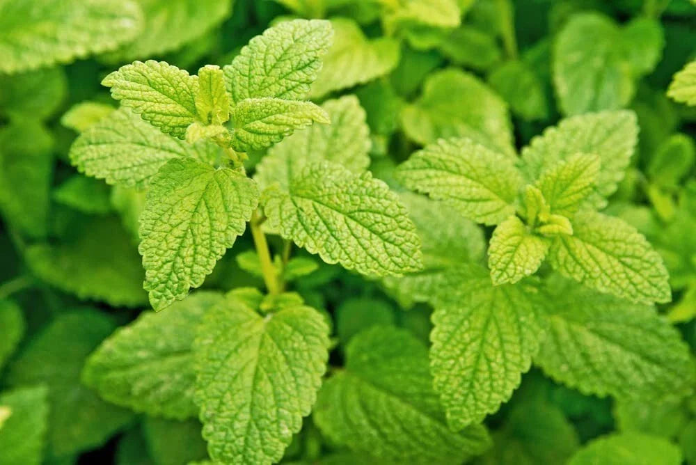 Lemon Balm Seeds for Planting - Melissa officinalis, Easy to Grow Culinary Herb for Gardens and Containers