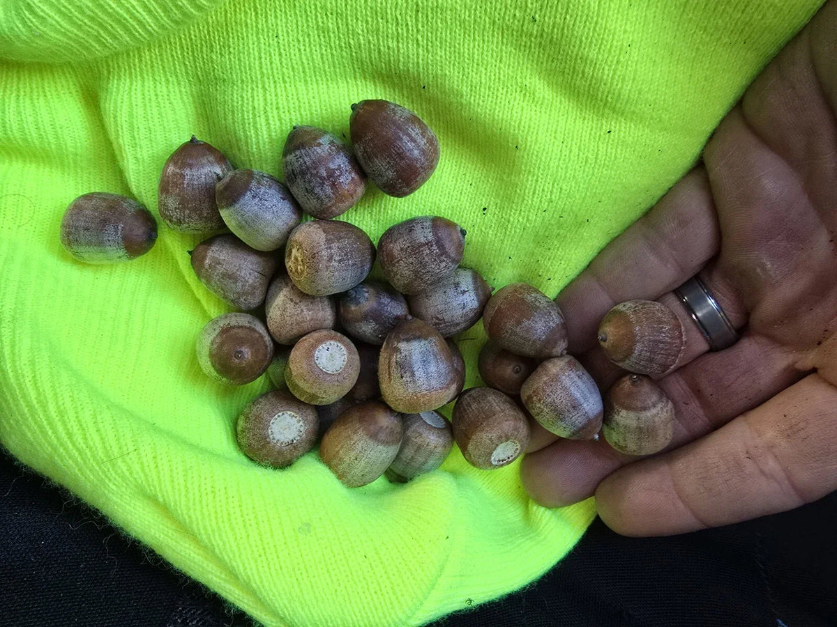 Shumard Oak Acorns 25 Pack | Quercus Shumardii Native Tree Seeds | Float Tested Garden Seeds for Planting 2024