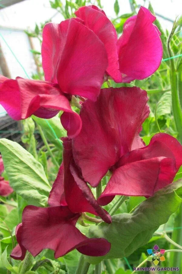 Sweet Pea Seeds Pack - 50+ Mark Williams Variety - Lathyrus odoratus - USA Grown - Fragrant Climbing Flowers