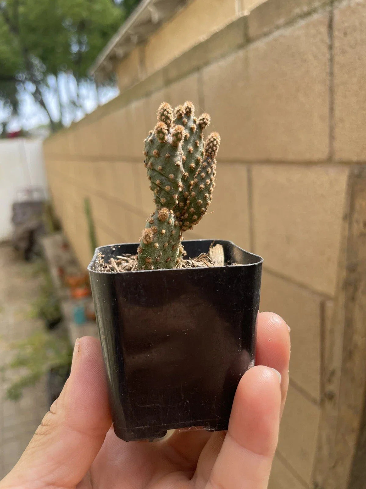 Cactus Plant 2” Opuntia Cinnamon Red Bunny Ears Microdasys Rufida - Unique Colorful Indoor Outdoor Succulent