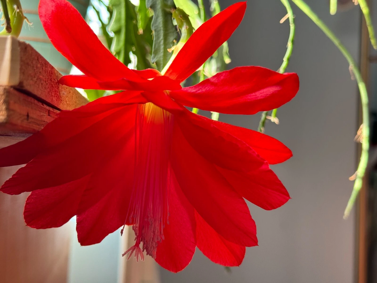 Red Epiphyllum Orchid Cactus Cuttings – 6 Live Unrooted Cuttings 6–8 Inch Long for Propagation