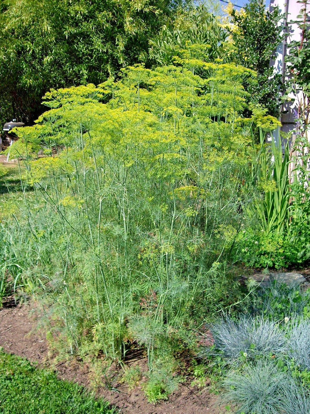 Mammoth Long Island Dill Seeds - 300+ Count - Culinary Herb - Anethum graveolens - Non-GMO for Garden & Containers