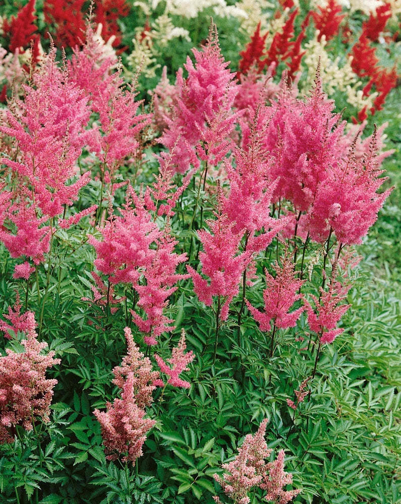 Astilbe Rheinland Bare Root Plants - 25 Count - Pink Perennial Flower - Astilbe × arendsii 'Rheinland' - Shade Tolerant