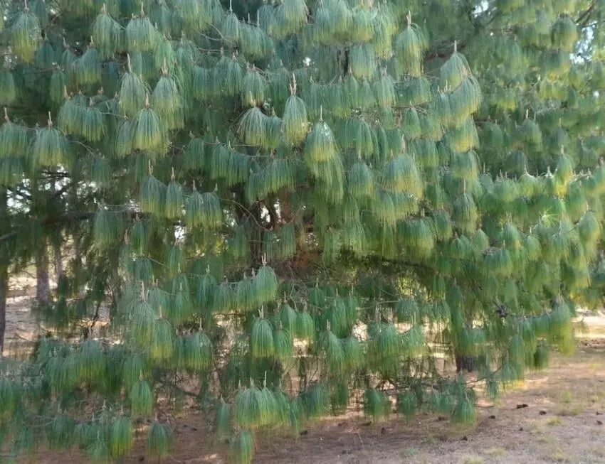 Mexican Weeping Pine Seeds - 30 Count - Pinus patula - Evergreen Tree Seeds for Planting in USDA Zones 8-11