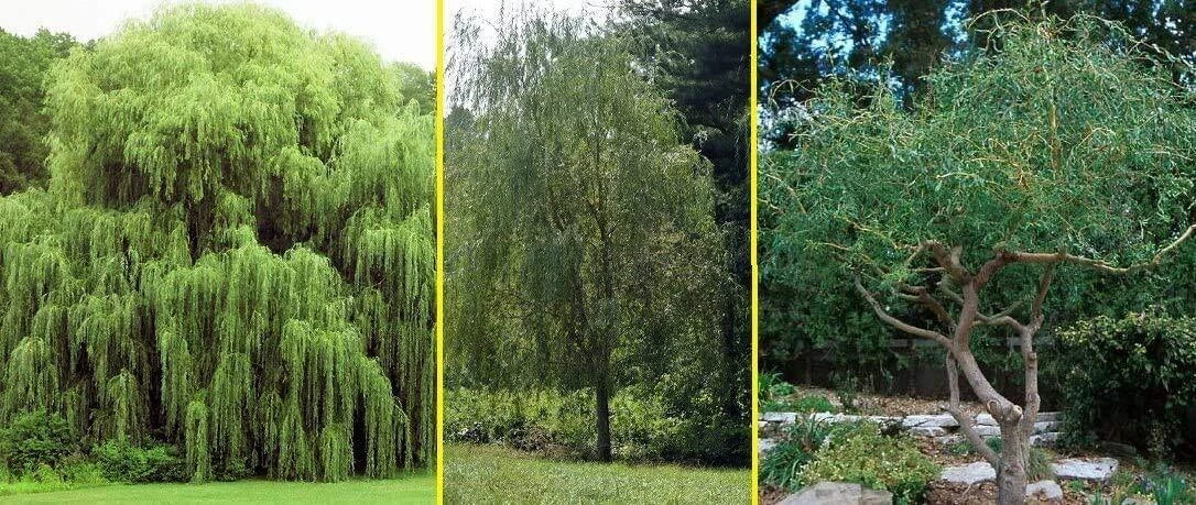 5 Willow Trees - 2 Weeping Willows + 2 Austree Hybrid Willows - Salix babylonica & Salix × sepulcralis - Ready to Plant
