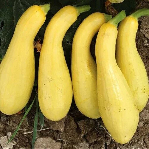 Early Crookneck Summer Squash Seeds - 20 Quality Seeds - Cucurbita pepo - Non-GMO, High Germination Rate for Home Gardening