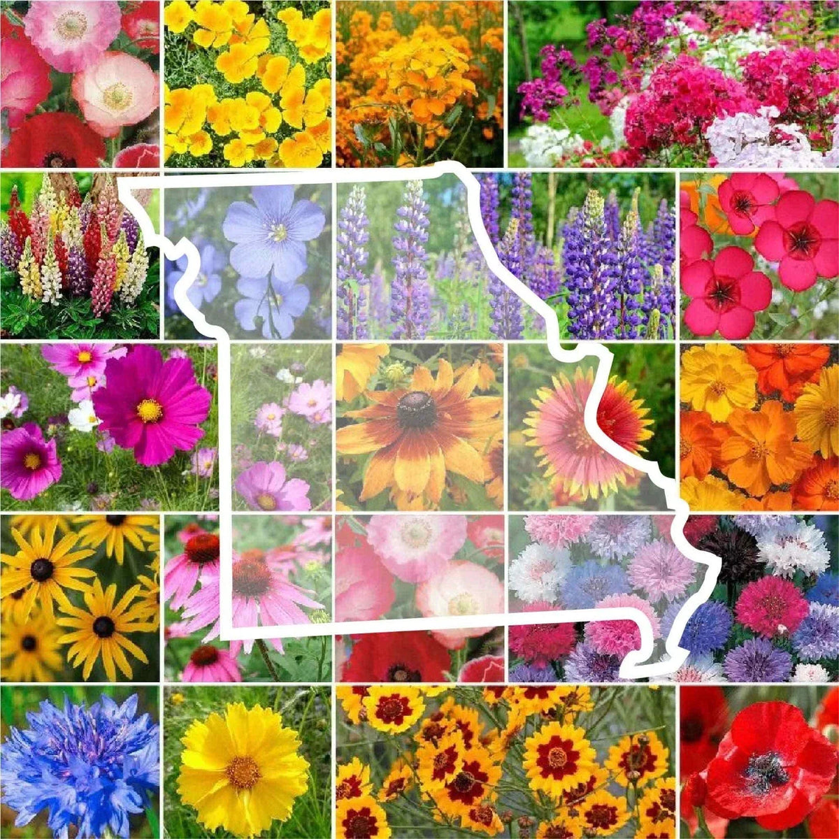 Wildflower Seed Mix 1000 Seeds Missouri State Flower Non-GMO Perennials & Annuals Various Species