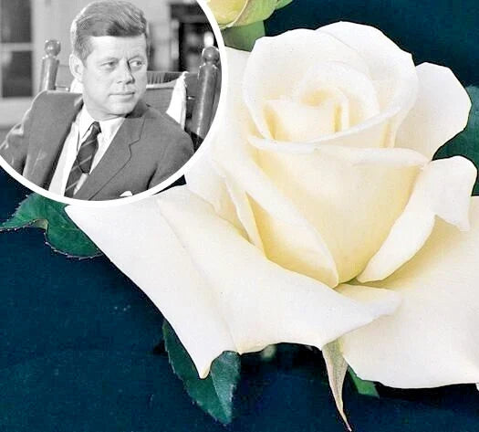 JFK White Rose Bush Cuttings - 6" Unrooted Live Plant - Rosa 'JFK White' - Elegant White Blooms for Garden Propagation