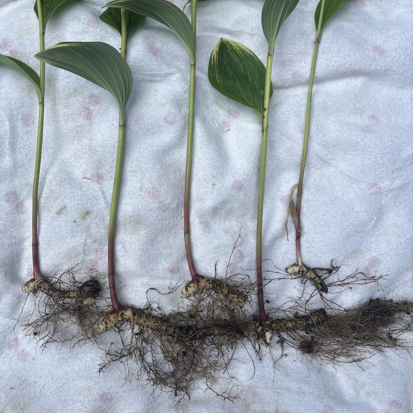 Variegated Leaf Solomon's Seal Live Plants - 5 Bare Root Rhizomes with 12” Stems - Polygonatum biflorum