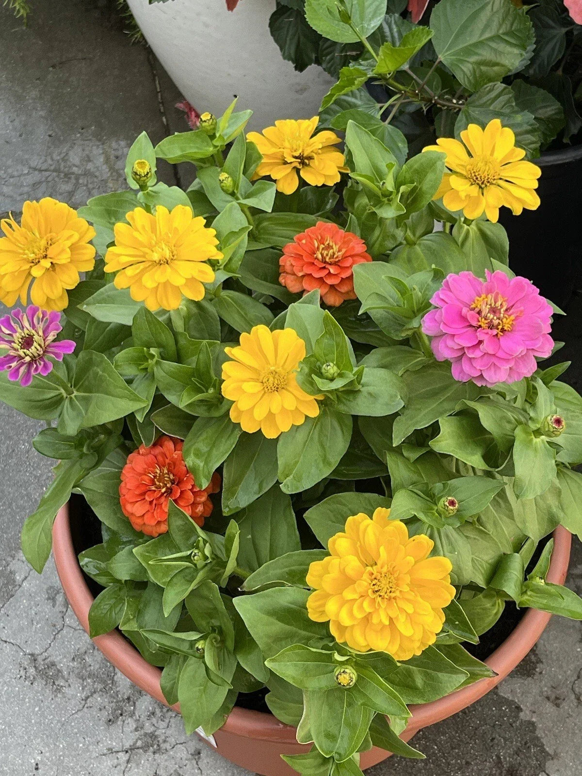California Giant Zinnia Seeds - 50+ Non-GMO Flower Seeds - Zinnia elegans - Vibrant Blooms for Gardens and Cuttings