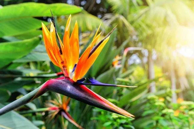 Bird of Paradise Flower Seeds - 5 Seeds - Strelitzia reginae - Tropical, Exotic Color, Easy to Grow, Vibrant Blooms