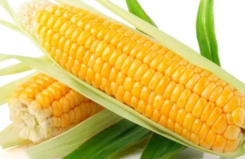 Sweet Golden Bantam Corn Seeds - 1000+ Heirloom Organic NON-GMO - Zea mays - Fresh Corn Seeds for Planting