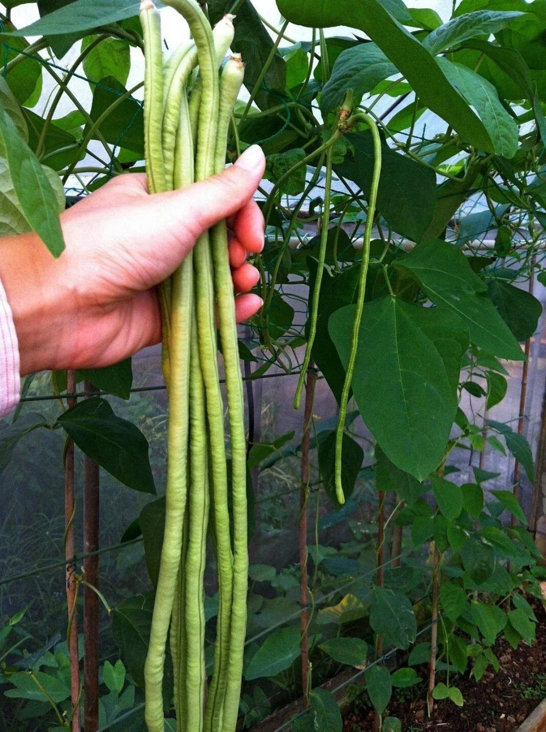 Long Bean Seeds 120+ Pack - Asian Chinese Heirloom NON-GMO - Vigna unguiculata subsp. sesquipedalis - Fresh Garden Seeds