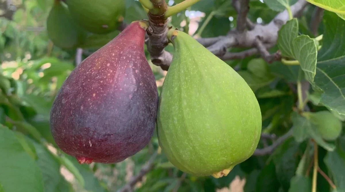 Violette de Bordeaux Fig Seeds - 100+ Premium Seeds for Home Garden - Ficus carica - Sweet Flavor, USA Quality