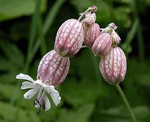 Bladder Campion Seeds - 50 Count - Silene vulgaris - Perennial Wildflower for Gardens & Pollinator Habitats