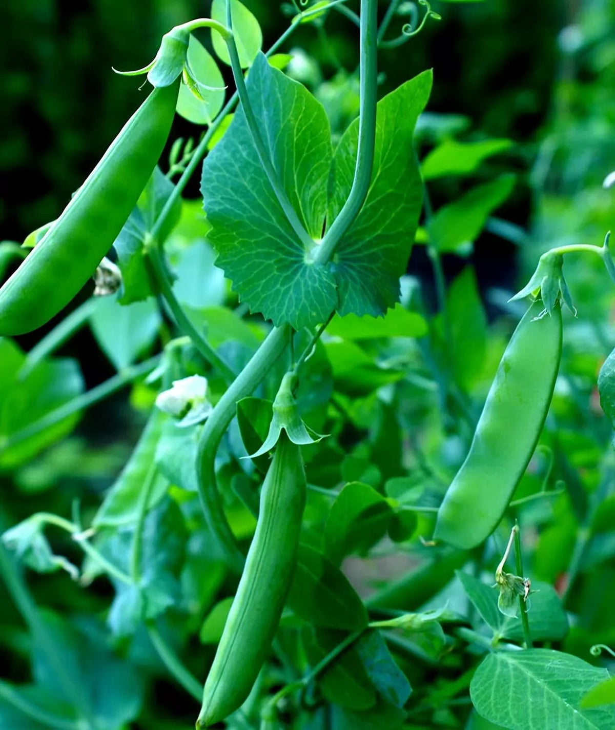 Sugar Snap Pea Seeds 100+ Count, Heirloom Variety, Non-GMO, Organic Pisum sativum for Home Gardening and Cooking