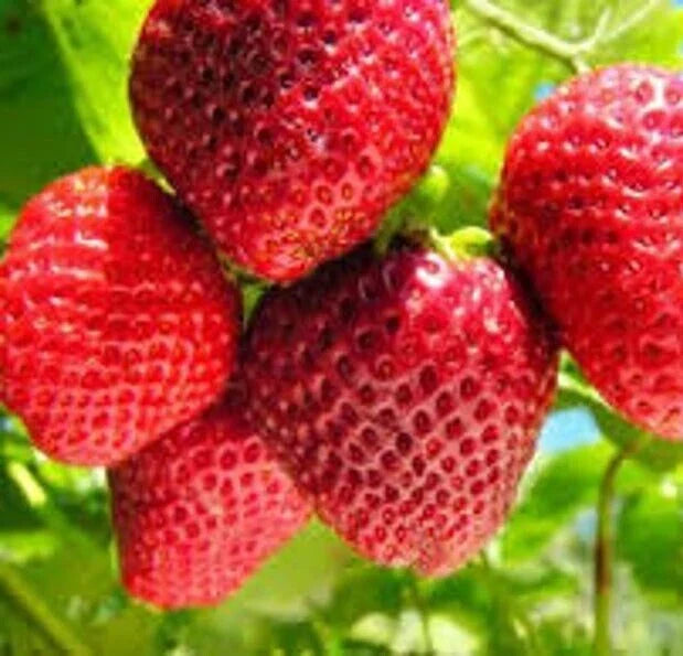 Organic Strawberry Seeds, 50 Count, Fragaria, Non-GMO Fruit Seeds for Gardening, Berry Seeds for Home Grown Berries
