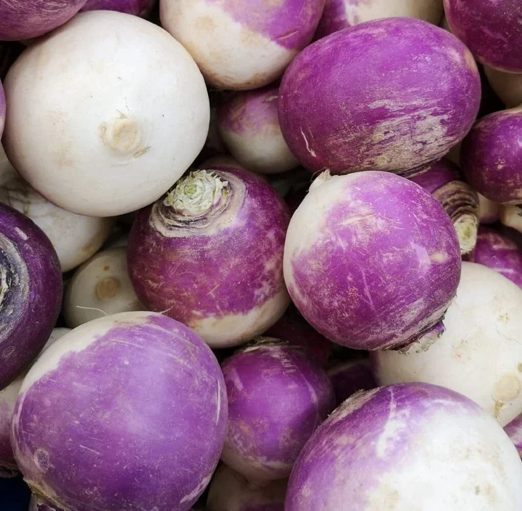 Purple Top Turnip Seeds - Non-GMO Heirloom - Brassica rapa - 200 Seeds for Planting