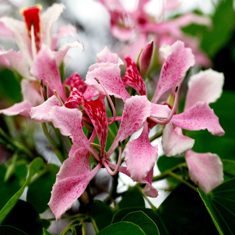 Pink Orchid Tree Seeds - Rare Tropical Butterfly Flower - Bauhinia monandra - Exotic Garden Plant Seeds (Pack of 10)
