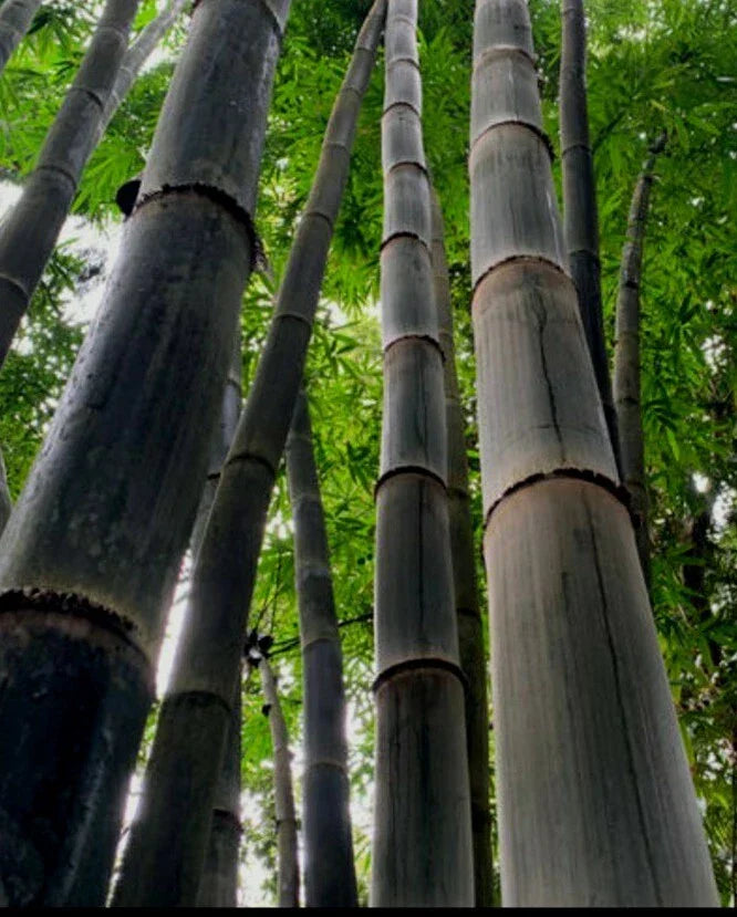 Black Timber Bamboo Rhizome - Bare Root Plant, Nigra Daikokuchiku, Phyllostachys nigra 'Daikokuchiku' - Fast Growing Privacy Screen