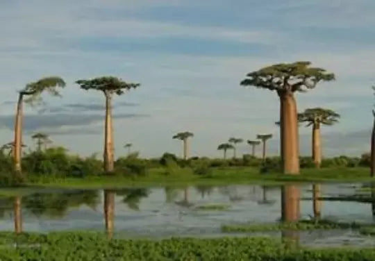 Baobab Tree Seeds - 5 Pack - Adansonia digitata - Drought-Resistant, Iconic African Tree for Home Garden