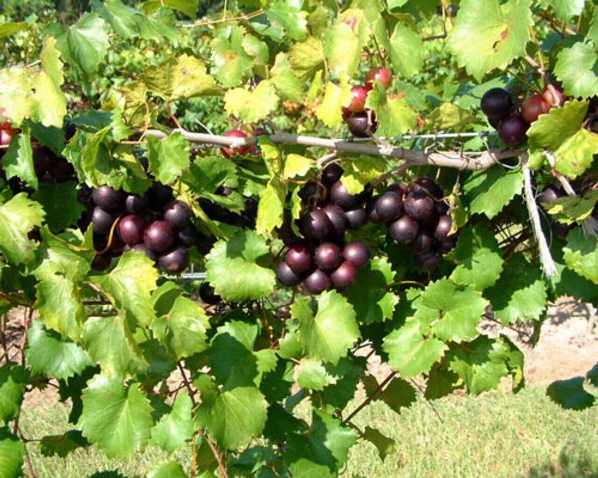 Muscadine Grape Starter Plant - 3 Southern Home - Edible Deep Purple-Black Fruit - Vitis spp - Cold Hardy & Self-Fertile