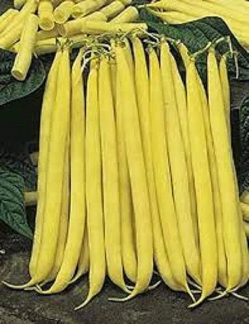 Golden Stringless Yellow Wax Bean Seeds - Non-GMO Fresh Vegetable Garden Seeds - Phaseolus vulgaris - High Yield for Home Gardening
