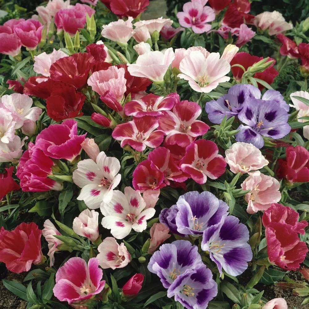 Godetia Seeds 50 Pack - Colorful Annual Wildflower - Clarkia Elegans - Easy to Grow, Attracts Pollinators