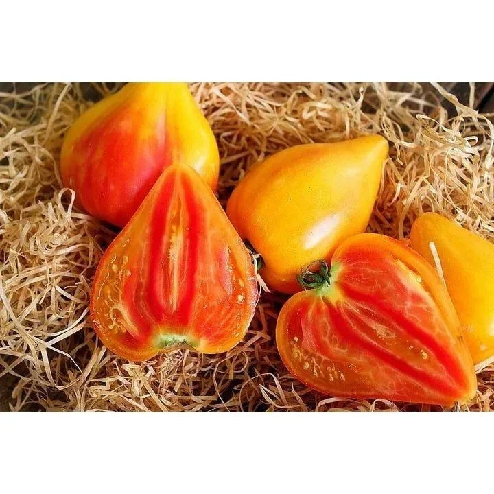 Orange Oxheart Tomato Seeds - 30+ Heirloom Organic NON-GMO - Solanum lycopersicum - Rare Orange Variety for Home Gardening