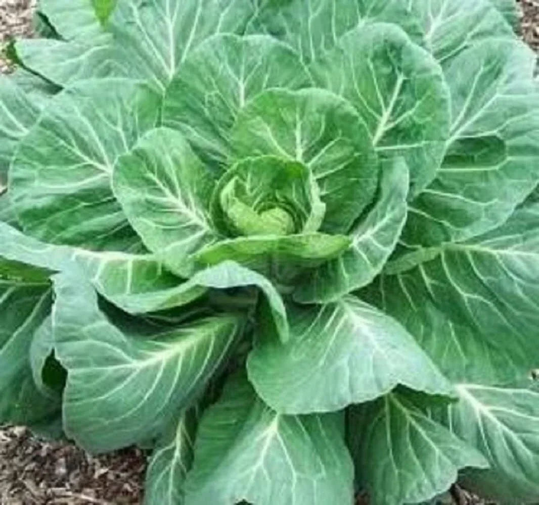 Collard Green Seeds - Georgia Hi Yield Variety - Brassica oleracea var. viridis - Ideal for Home Gardening & Fall Harvests
