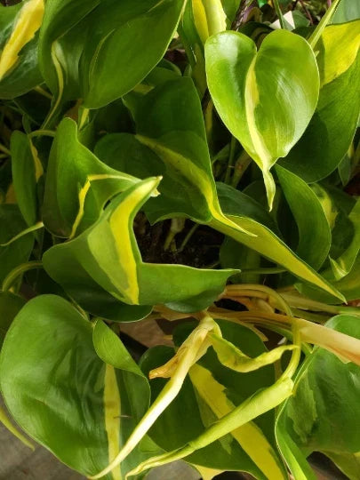 Philodendron Brasil Cordatum Starter Plant - Brazilian Pothos Heart Leaf - Easy Care Indoor Houseplant - Philodendron cordatum