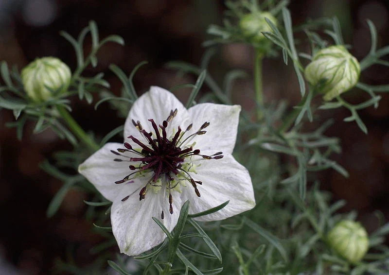 Black Cumin Seeds 100 Count Roman Coriander Nigella sativa - Culinary Herb for Home Gardens and Spice Blends