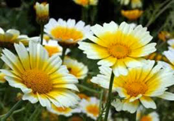 Garland Daisy Seeds - 100+ Pack - Bright Yellow Flowers - Chrysanthemum maximum - Easy to Grow, Attracts Pollinators