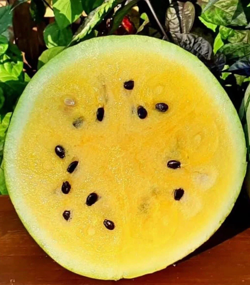 Yellow Sweet Early Moonbeam Watermelon Seeds - Heirloom Non-GMO - 10+ Seeds, Citrullus lanatus - Unique Yellow Flesh