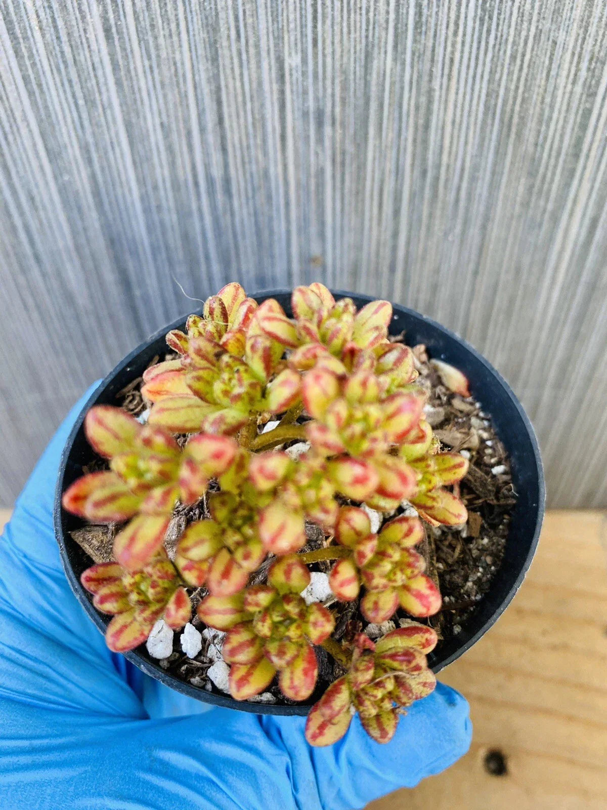 Dwarf Aeonium Plant - Rooted Succulent in 4-Inch Pot - Aeonium sedifolium - Low Maintenance Indoor/Outdoor Garden Variety