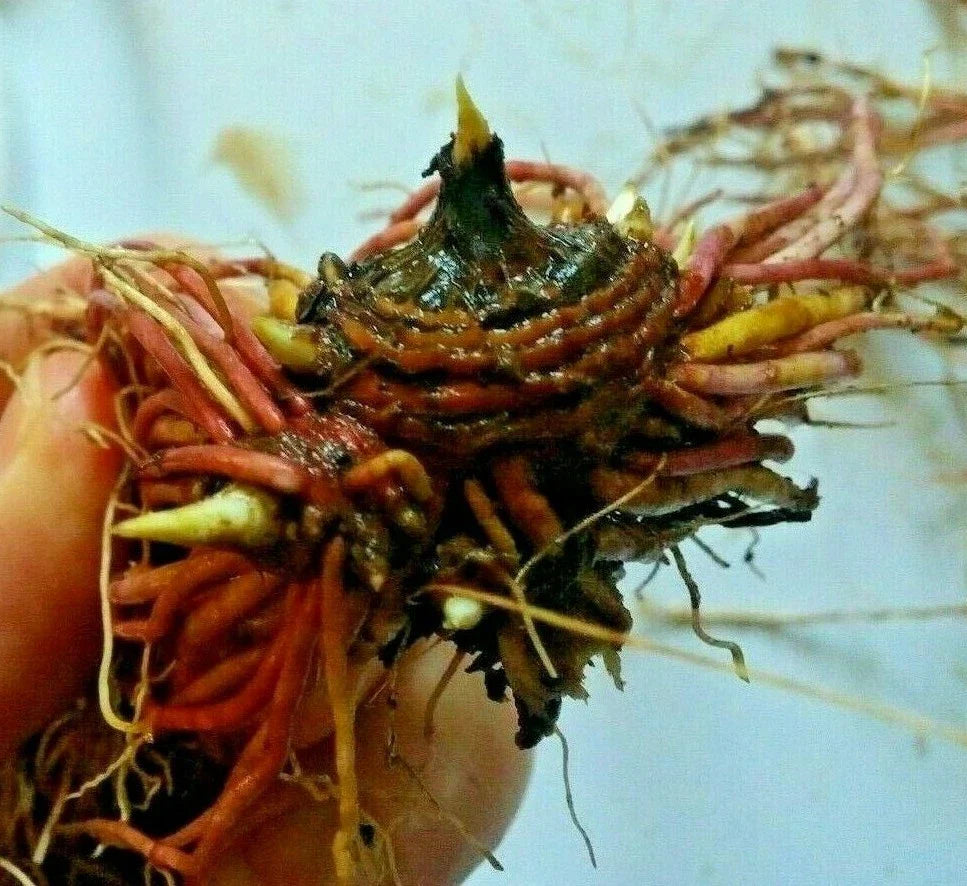 6 Tatarian Aster Plants or Roots β Hardy Perennial Lavender Blooms β Healthy Live Starters for Fall or Spring Planting
