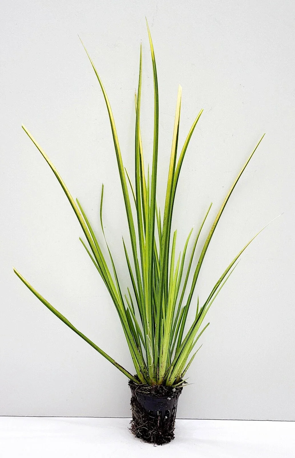 Live Golden Sweet Flag Acorus gramineus โOgonโ | Hardy Aquatic Marginal Pond Plant | Bareroot Water Garden Perennial