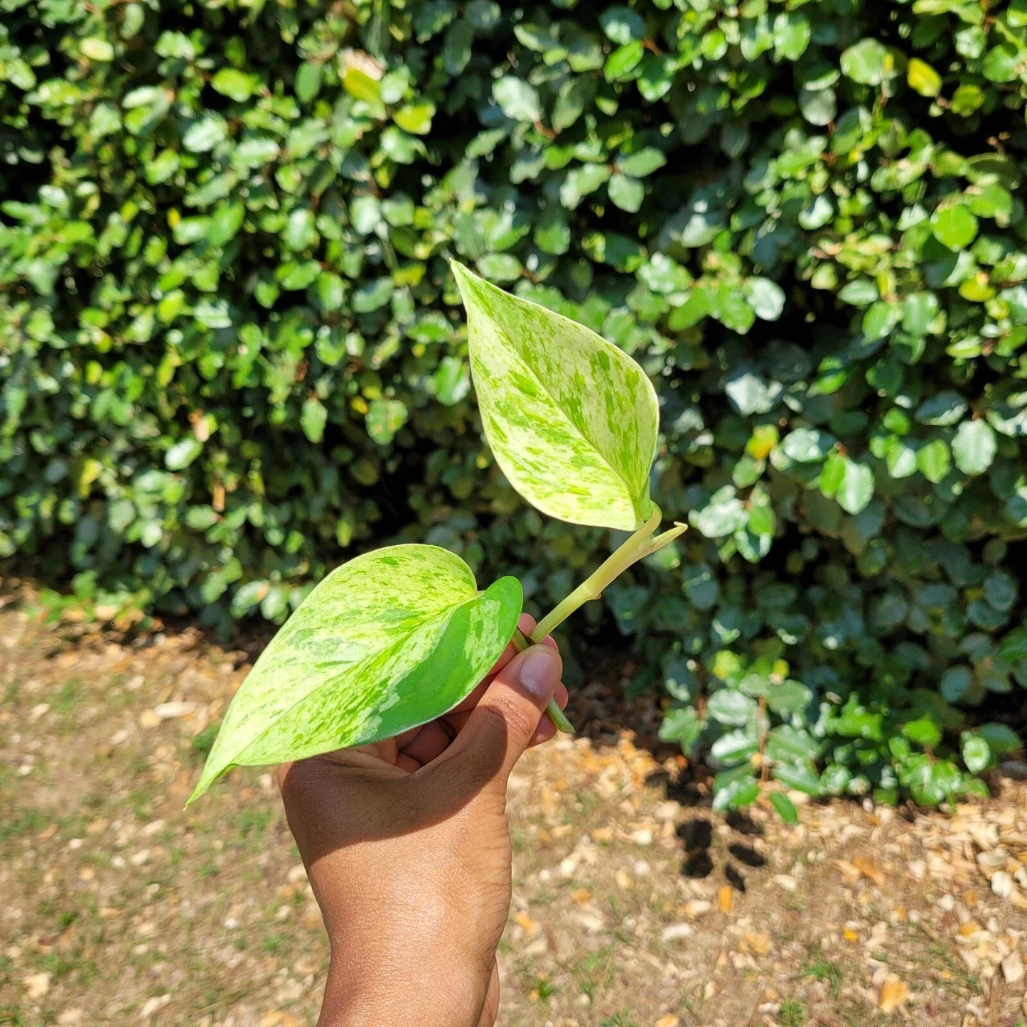 Marble Queen Pothos Rooted Cutting โ Live Houseplant Cutting | Variegated Epipremnum Aureum | Easy-Care Indoor Plant