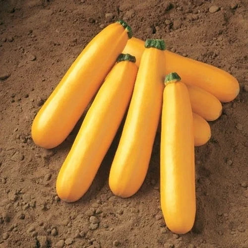 Golden Zucchini Squash Seeds - Heirloom Vegetable Seeds - Cucurbita pepo - Non-GMO for Home Gardening