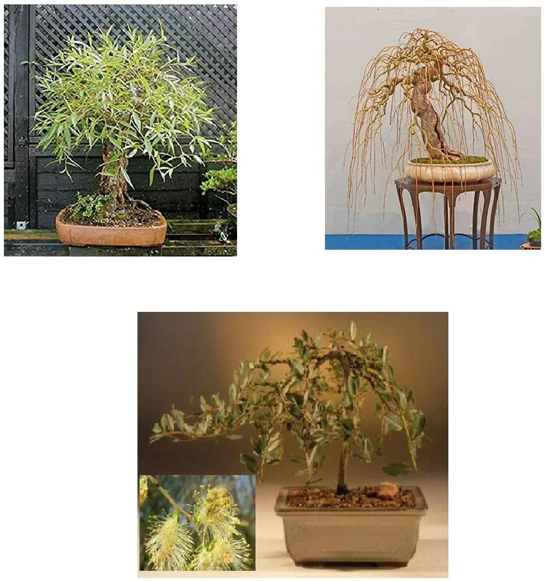Bonsai Tree Bundle - 3 Rare Willow Varieties - Live Plant Starts for Gardening - Salix spp. - Indoor/Outdoor Decor
