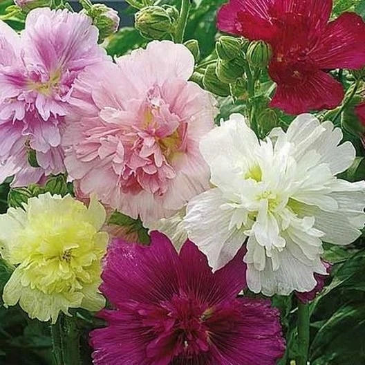 Hollyhock Seeds - 50 Mixed Color Seeds - Biennial Plant - Alcea rosea for Spring/Fall Planting, USA