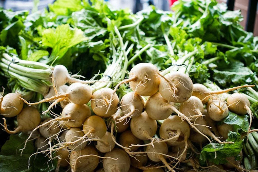 White Albino Beet Seeds - Organic NON-GMO Holland Heirloom - Beta vulgaris - Various Sizes for Gardening