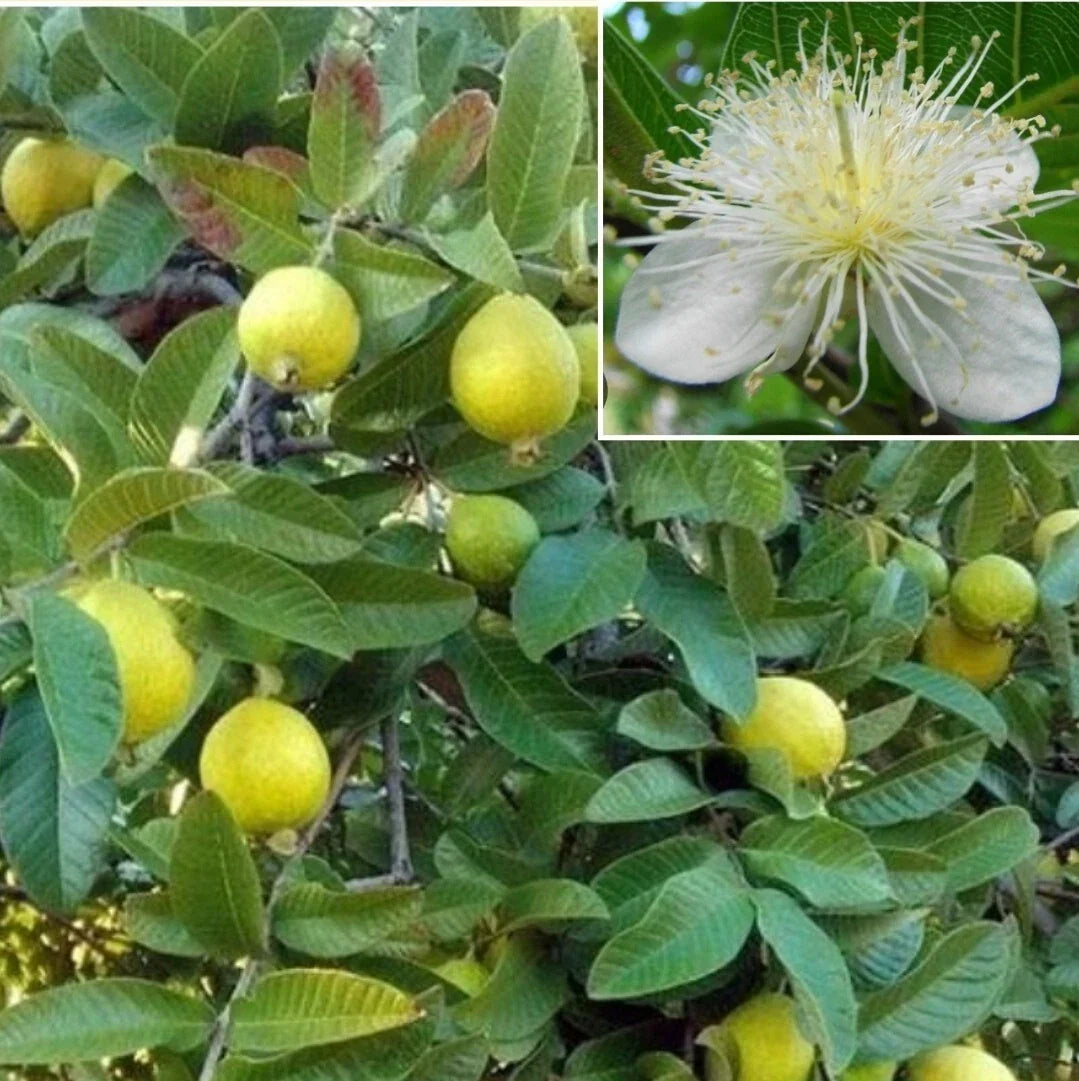 Organic Yellow Guava Seeds - 30+ Lemon & Apple Guava Seeds (Psidium guajava) for Home Gardening and Tropical Flavor