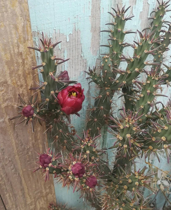 Cylindropuntia versicolor Cutting 6-8 inches Elongated Sections Deep Red Flowers - Unique Cactus for Gardens and Containers