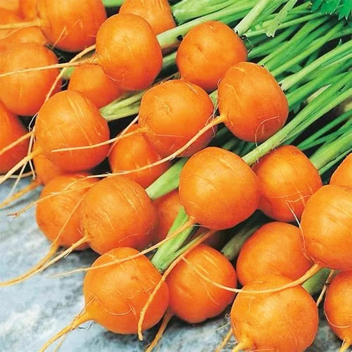 Round Parisian Carrot Seeds | Heirloom Non-GMO | 100+ Vegetable Seeds | Daucus carota subsp. sativus