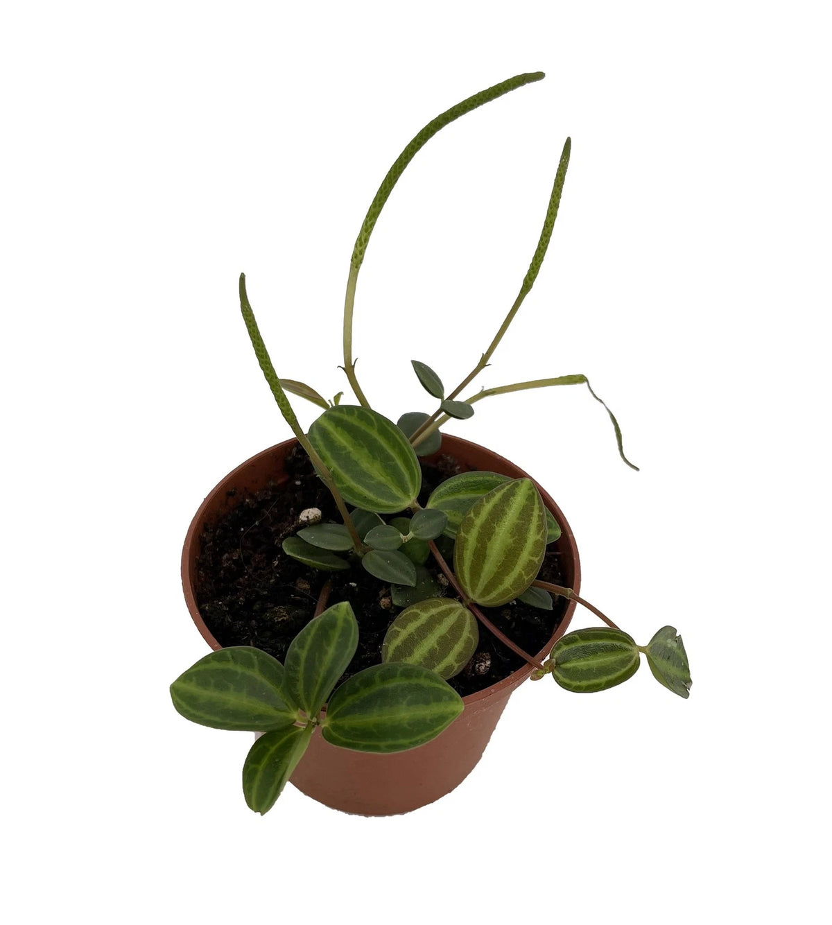 Variegated Peperomia Angulata Funky Frog 4-6" Live Houseplant - Pet Friendly Indoor Plant
