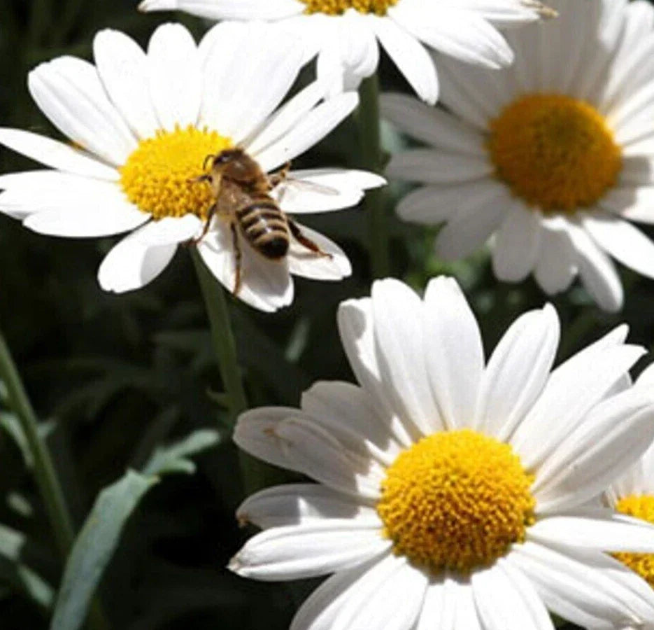 Ox Eye Daisy Seeds - 1000+ Perennial Flower - Chrysanthemum leucanthemum - Attracts Pollinators - Easy to Grow Garden Flowers