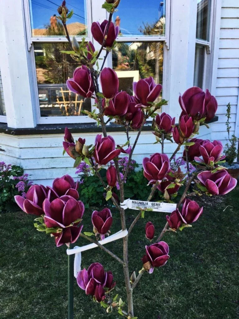 Genie Magnolia Hybrid Tree - 50-60 Inches - Deep Plum Purple Blooms - Magnolia x 'Genie' - Fragrant, Low-Maintenance Garden Tree